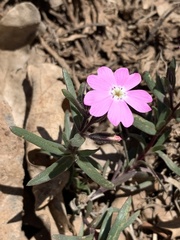 Phlox woodhousei