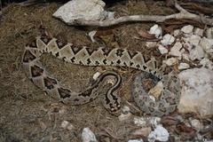 Crotalus tzabcan