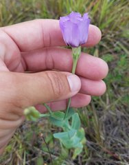 Eustoma exaltatum