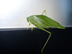 Microcentrum marginatum