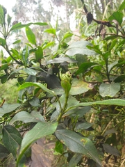 Ageratina pseudochilca