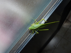 Microcentrum marginatum