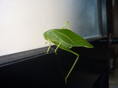 Microcentrum marginatum