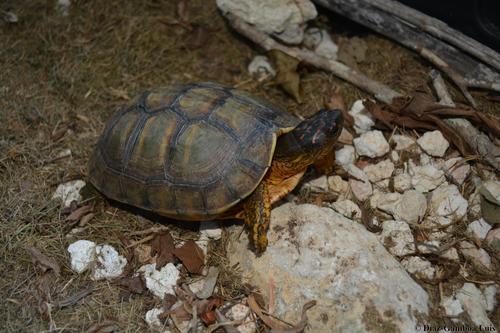 Furrowed Wood Turtle