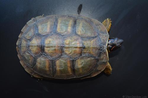 Furrowed Wood Turtle