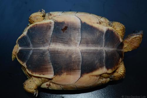 Furrowed Wood Turtle