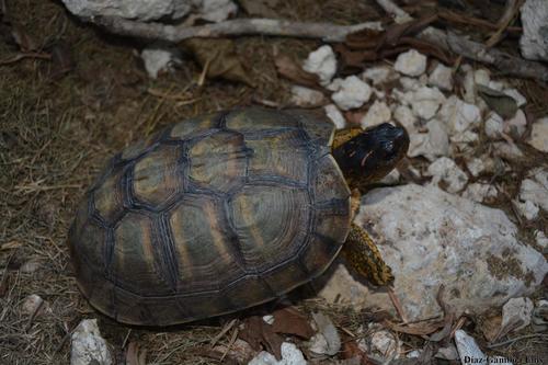 Furrowed Wood Turtle