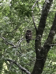 Strix occidentalis caurina