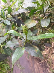 Ageratina pseudochilca