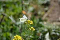 Pieris pseudorapae