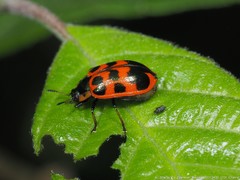 Chrysomela interrupta