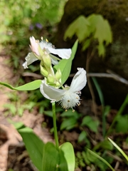 Tradescantia ozarkana