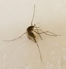 Culex quinquefasciatus