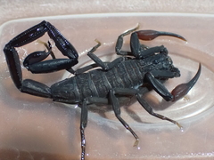 Centruroides gracilis