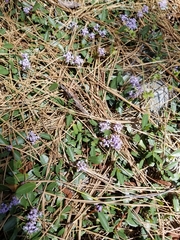 Ceanothus prostratus