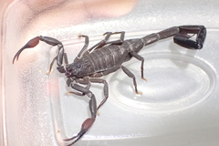 Centruroides gracilis