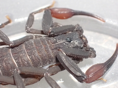 Centruroides gracilis