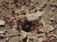 Pogonomyrmex occidentalis