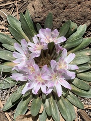 Lewisia brachycalyx