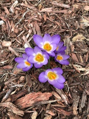 Crocus sublimis