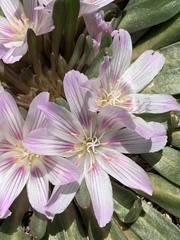 Lewisia brachycalyx