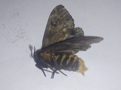 Paracles bilinea