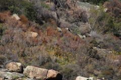 Bulbinella latifolia