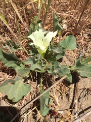 Calystegia subacaulis subacaulis