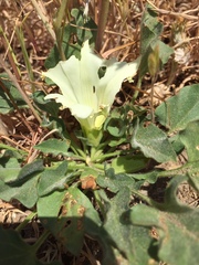 Calystegia subacaulis subacaulis