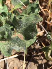 Calystegia subacaulis subacaulis