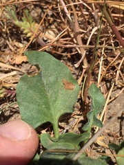Calystegia subacaulis subacaulis