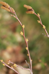 Comptonia peregrina