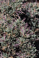 Anthacanthae