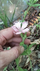 Silene polypetala
