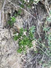 Galium cliftonsmithii