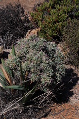 Anthacanthae