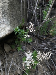 Galium cliftonsmithii