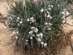 Matthiola incana