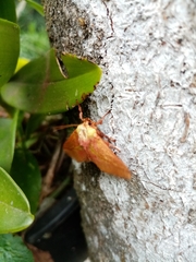 Pseudovipsania frigida