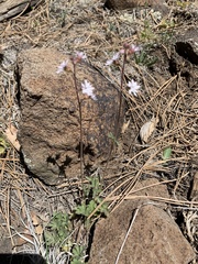 Lithophragma tenellum
