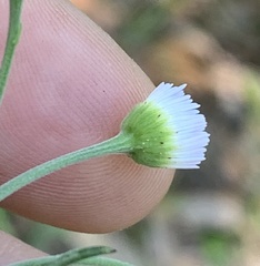 Erigeron strigosus strigosus