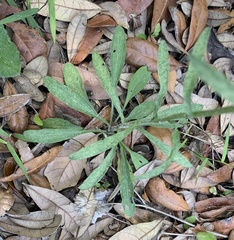Erigeron strigosus strigosus