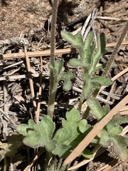 Lithophragma tenellum