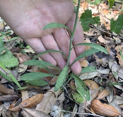Erigeron strigosus strigosus