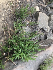 Baccharis plummerae plummerae