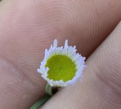 Erigeron strigosus strigosus
