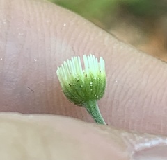 Erigeron strigosus strigosus