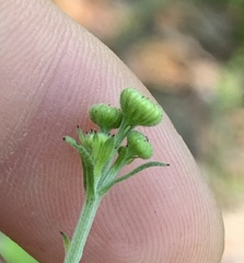 Erigeron strigosus strigosus