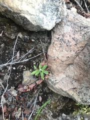 Baccharis plummerae plummerae