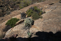 Anthacanthae